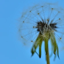 dandelion, seeds