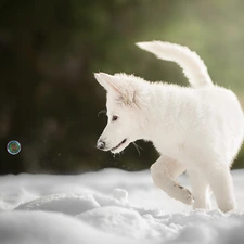 dog, White Swiss Shepherd, bubble, Puppy