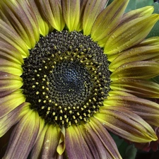 Colourfull Flowers, sprinkle, snow, Sunflower