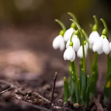 snowdrops, Spring, Flowers