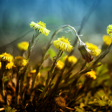 Yellow, Spring, Common Coltsfoot, Flowers