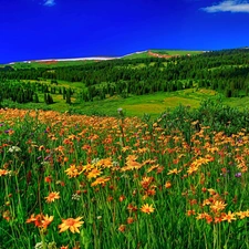 Meadow, Wildflowers, Spring Flowers