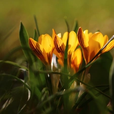 Yellow, Flowers, Spring, crocuses
