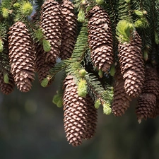 cones, spruce