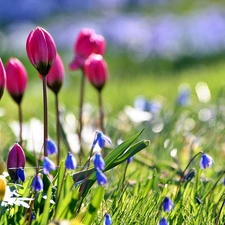 Spring, Tulips, squill, Garden