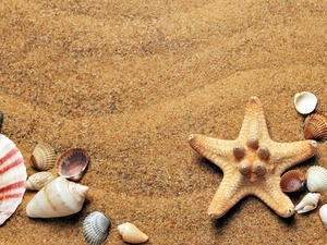 Shells, Sand, composition, starfish