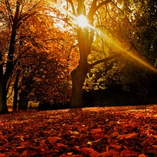 ligh, forest, flash, Przebijające, autumn, sun, luminosity