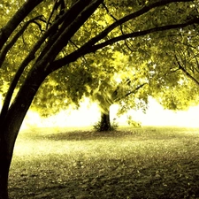 ligh, trees, flash, viewes, Park, sun, luminosity