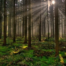 forest, rays, sun, The clear