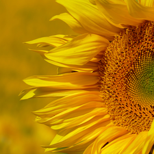 flower, Sunflower, blurry background, Yellow
