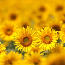 Flowers, sunflowers