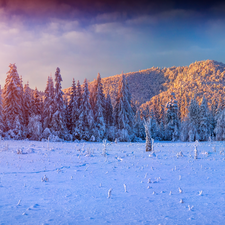 Spruces, Sunrise, Mountains, forest, winter