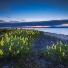 Taupo, New Zeland, Yellow, lupine, Flowers, lake