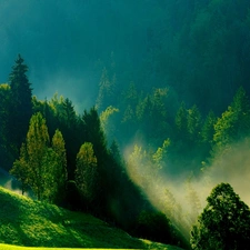 Morning, green ones, The Hills, Fog