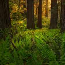 forest, California, viewes, Redwood National Park, The United States, trees, fern