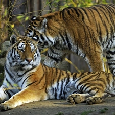 tigress, wild, cats
