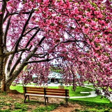 trees, Bench, Park, flourishing, Spring