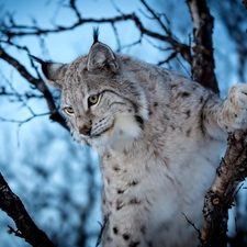trees, Lynx, branches