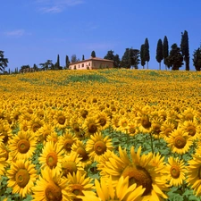 trees, viewes, sunflowers, house, Field