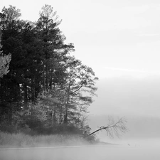 trees, viewes, forest, Fog, lake