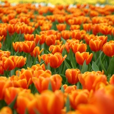 Field, tulips