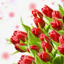 tulips, bouquet, red