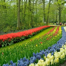 Tulips, walkers, Park, Hyacinths, Spring