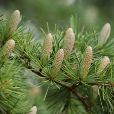 Softwood, cones, pine, Twigs