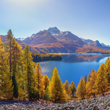 autumn, Alps Mountains, trees, viewes, Canton Graubunden, Switzerland, Lake Silsersee, Piz da la Margna Peak, Engadin Valley