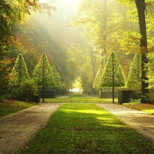 sun, Park, viewes, Alleys, trees, rays
