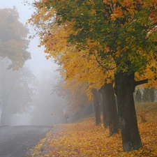 viewes, Fog, Way, trees, autumn