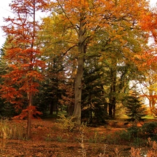 viewes, Dendrological Garden, Leaf, autumn, color, trees