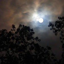 Night, trees, viewes, moon