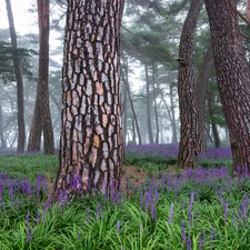 pine, trees, purple, viewes, forest, Stems, Flowers