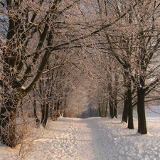 viewes, snow, Park, trees, winter