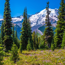 Stratovolcano Mount Rainier, Snowy, viewes, Washington State, Spruces, Mountains, trees, The United States, Mount Rainier National Park, Flowers