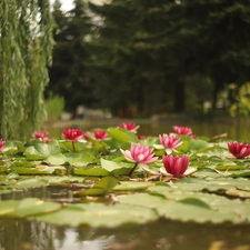 Flowers, Leaf, Nenufary, Waterlily, Water lilies