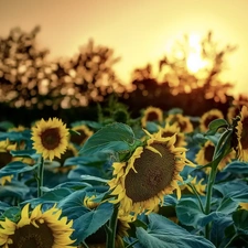 sun, Nice sunflowers, west
