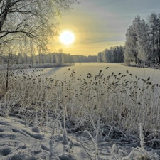 viewes, grass, sun, trees, River, west, winter