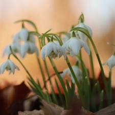 snowdrops, cluster, Flowers, White