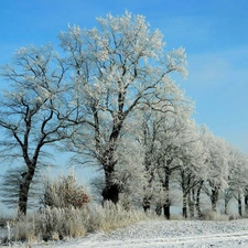 winter, viewes, White frost, trees