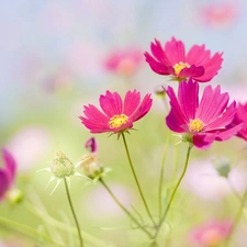 Cosmos, Pink, Flowers