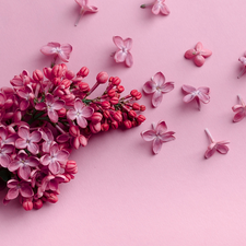 Flowers, Pink, background, without