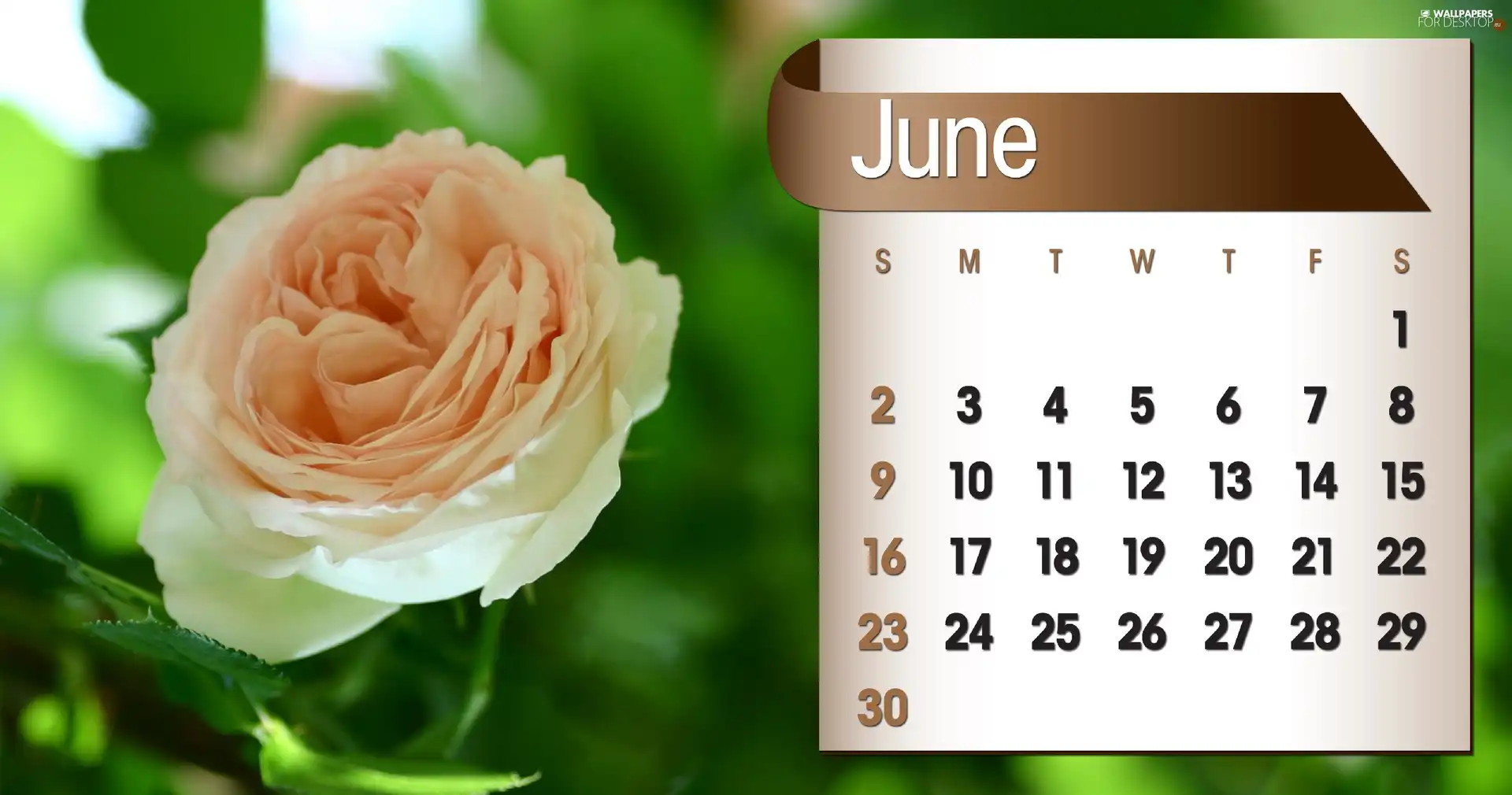 Calendar, june, 2013, rose