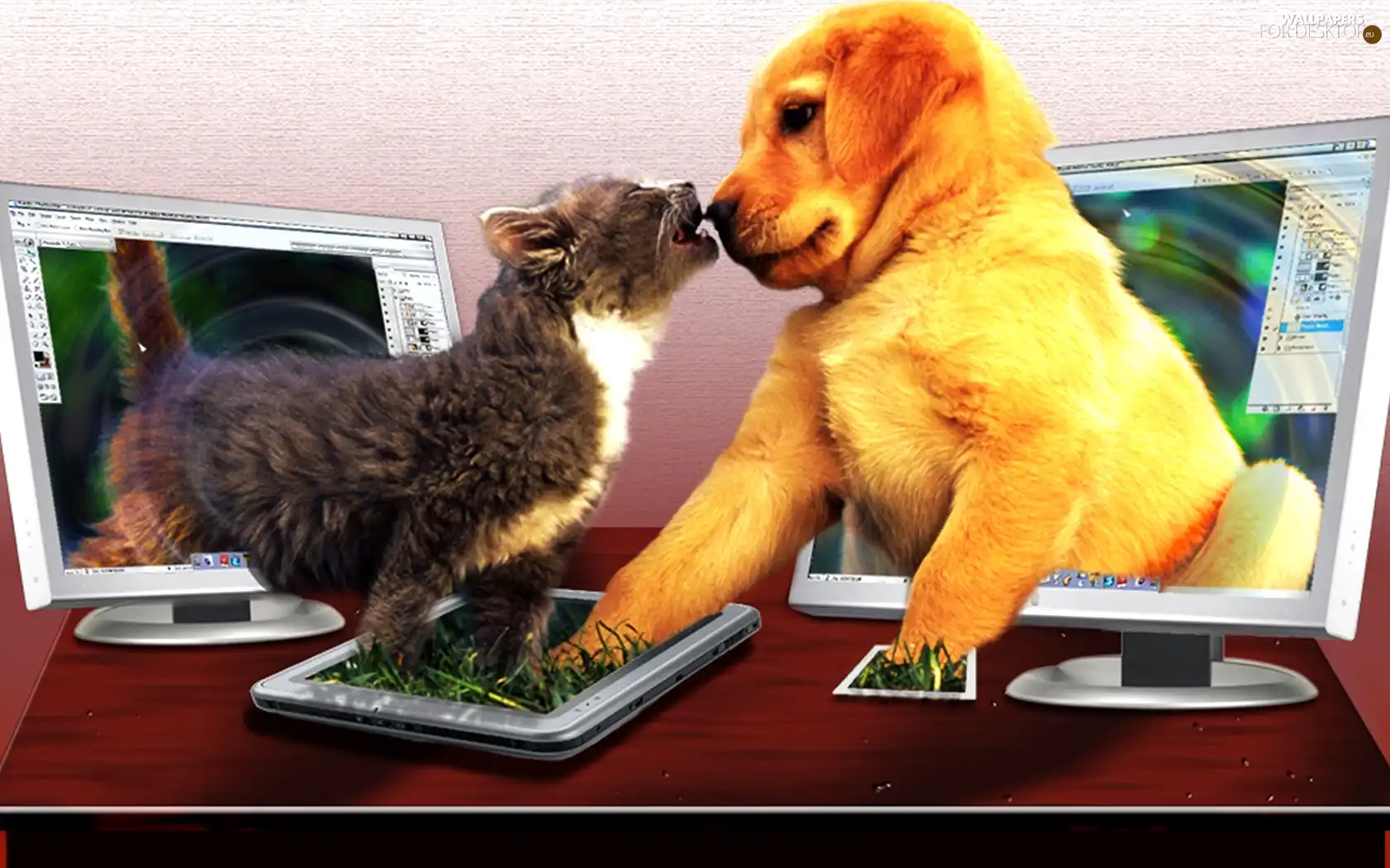 4d, dog, cat