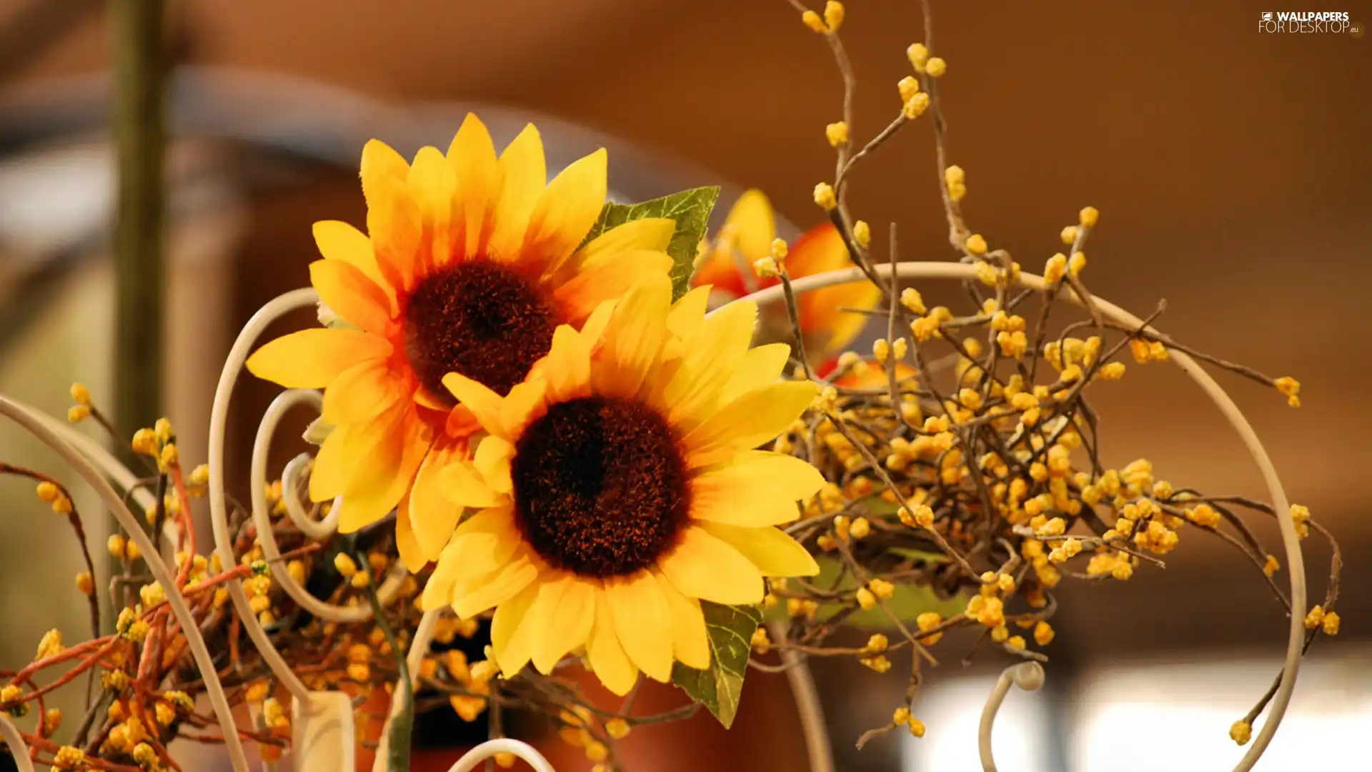 sunflowers, adoption