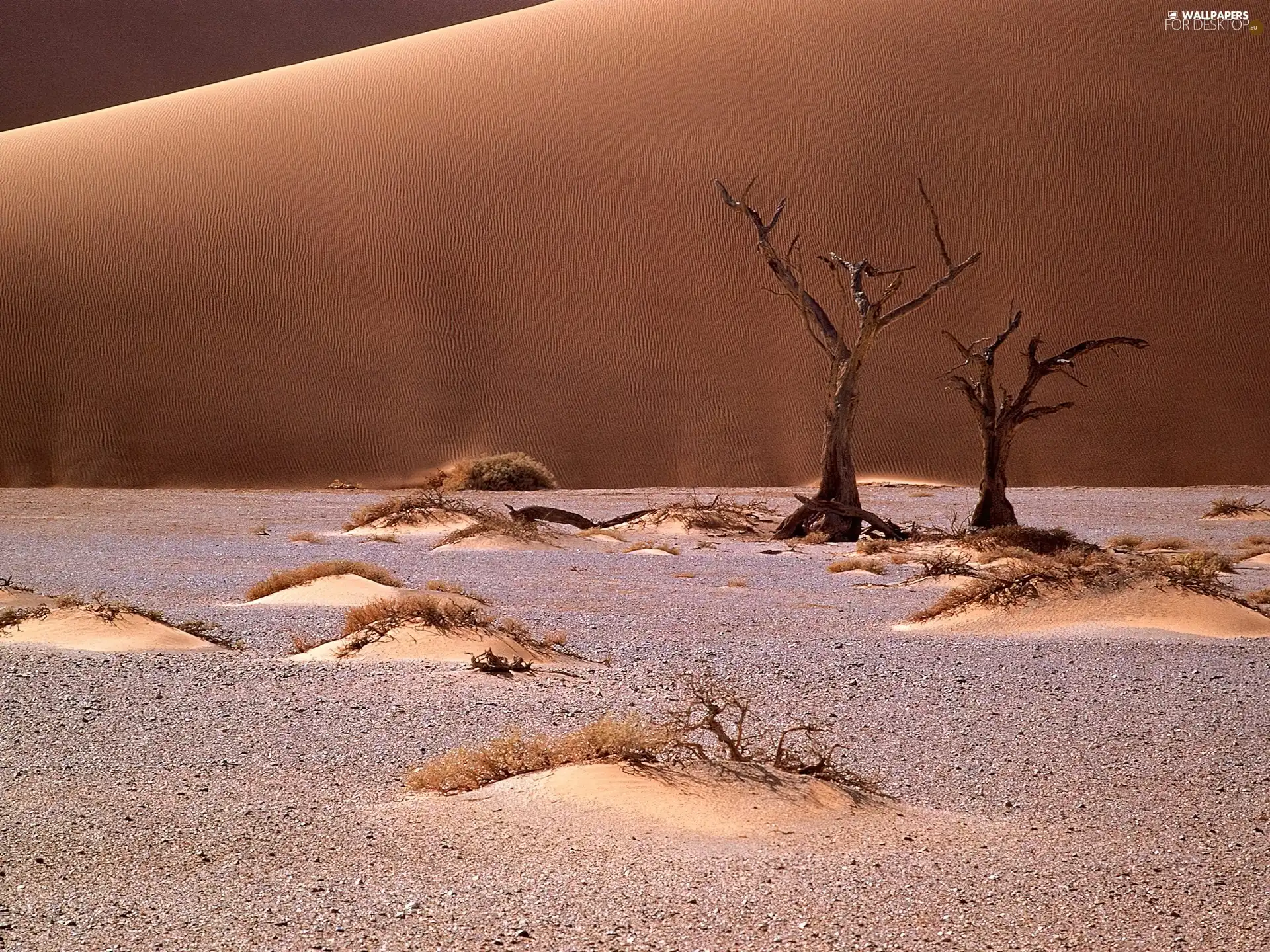 Namib, Africa