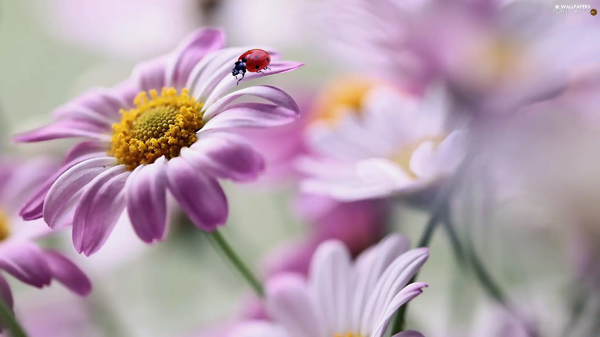 ladybird, blur, Flowers, African Daisies, Pink