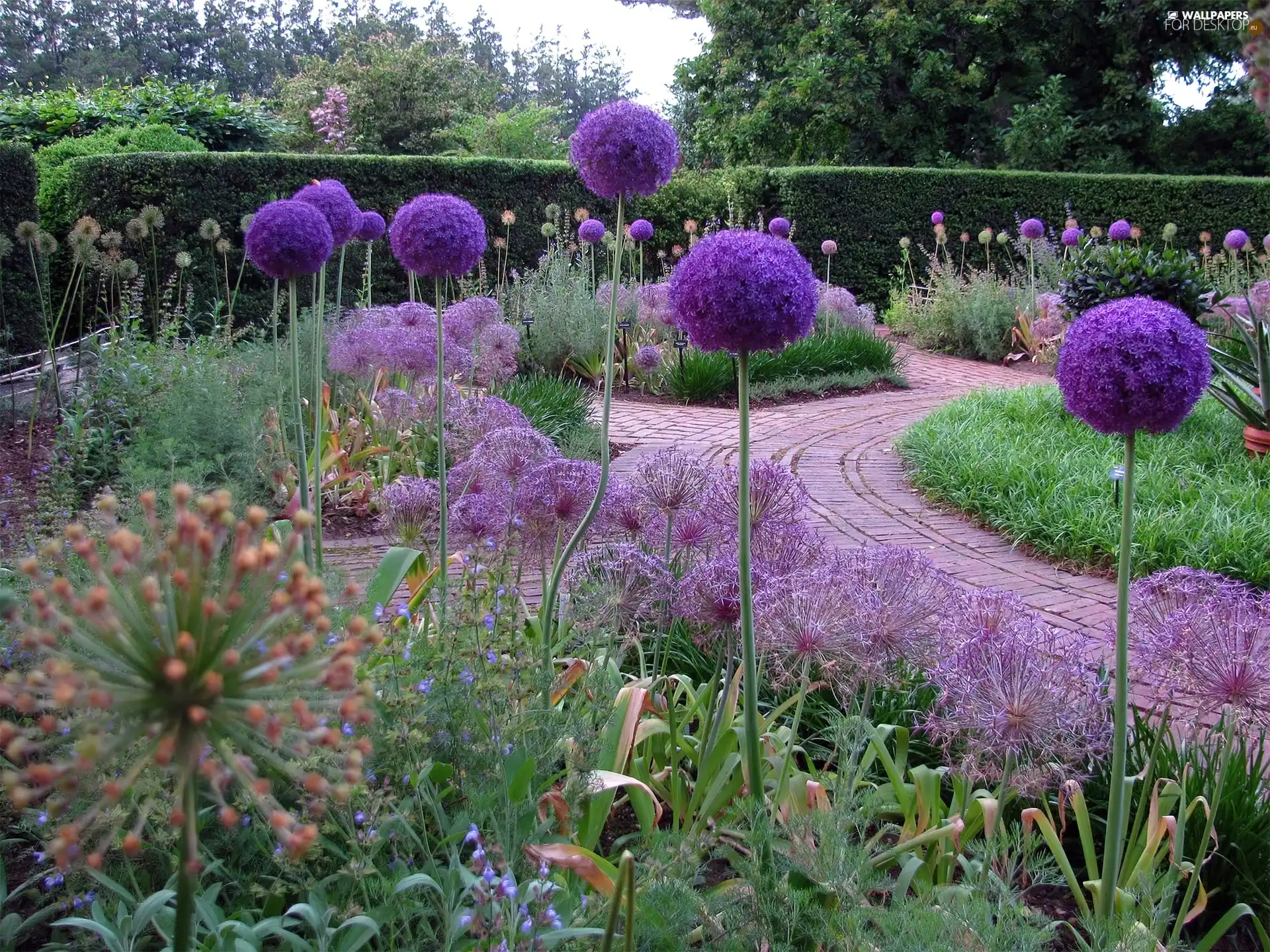 Garden, decorated, Alleys, garlic