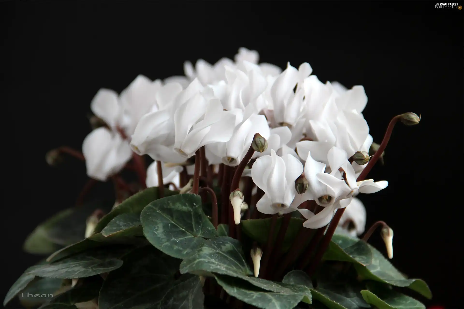 White, Cyclamen